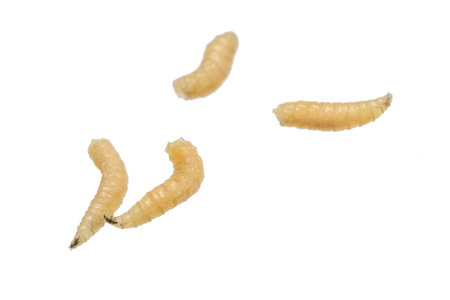 fly larvae on a white isolated backgroundの写真素材
