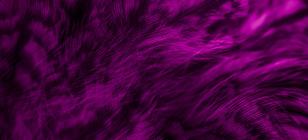 violet feathers of the owl with visible detailsの写真素材