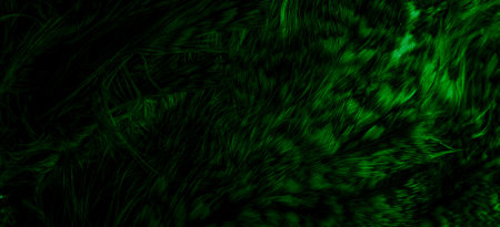 green feathers of the owl with visible details