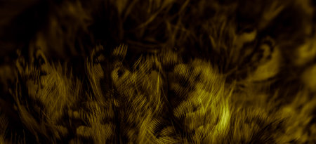 gold feathers of the owl with visible detailsの写真素材