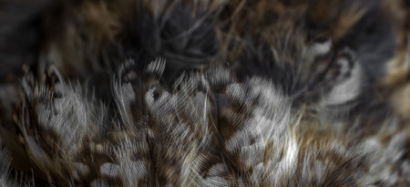 white and white feathers of the owlの写真素材