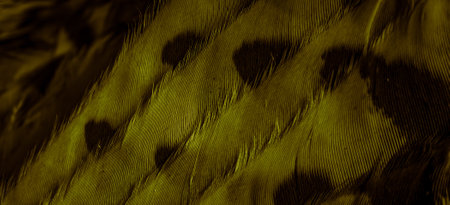 gold feathers of the owl with visible details