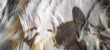 white and white feathers of the owlの写真素材