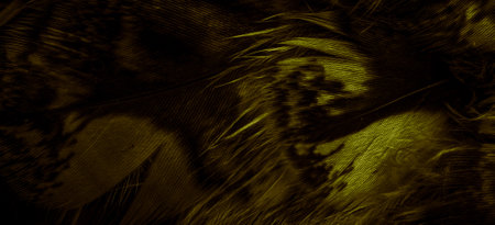 gold feathers of the owl with visible detailsの写真素材