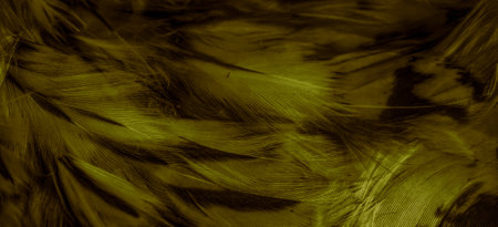 gold feathers of the owl with visible detailsの写真素材