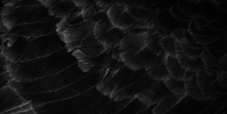 black feather pigeon macro photo. texture or background