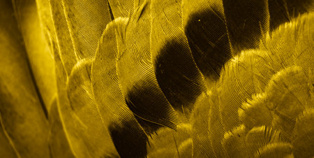 gold feather pigeon macro photo. texture or backgroundの写真素材