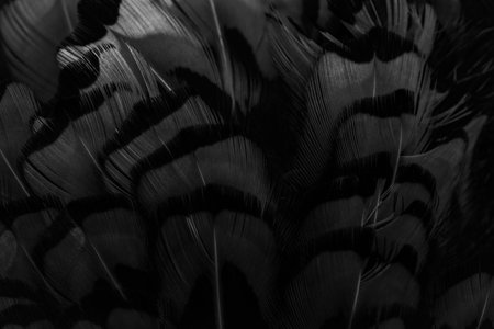 black feathers with an interesting pattern. backgroundの写真素材