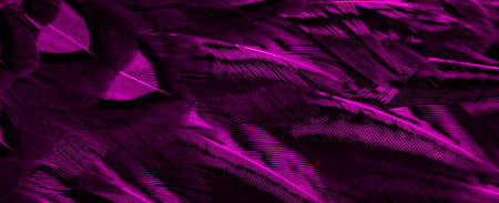 violet feathers with an interesting pattern. background