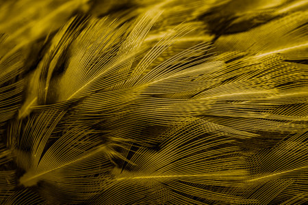 gold feathers with an interesting pattern . backgroundの写真素材