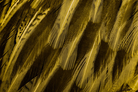 gold feathers with an interesting pattern . backgroundの写真素材