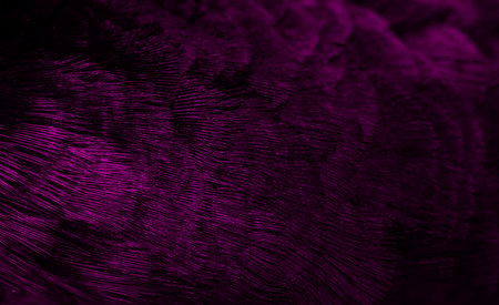 violet feathers with an interesting pattern. backgroundの写真素材