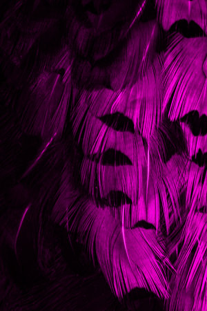 violet feathers with an interesting pattern. backgroundの写真素材