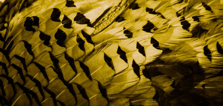 gold feathers with an interesting pattern . backgroundの写真素材
