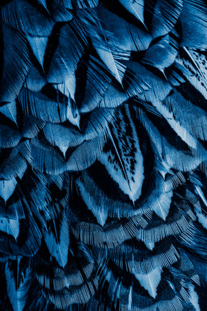 blue feathers with an interesting pattern. background
