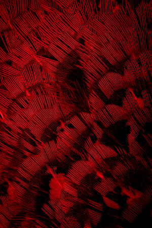 red feathers with an interesting pattern. backgroundの写真素材