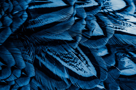 blue feathers with an interesting pattern. backgroundの写真素材
