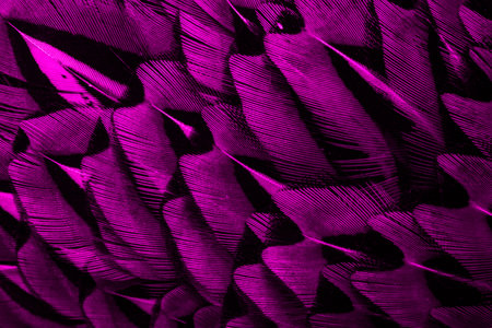 violet feathers with an interesting pattern. backgroundの写真素材