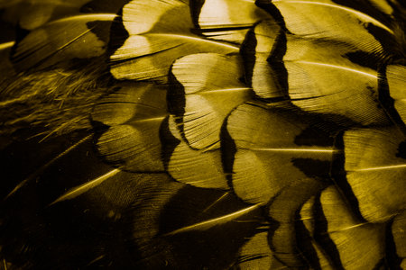 gold feathers with an interesting pattern . background