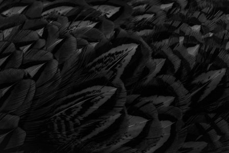 black feathers with an interesting pattern. backgroundの写真素材