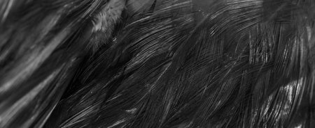 black feathers with an interesting pattern. backgroundの写真素材