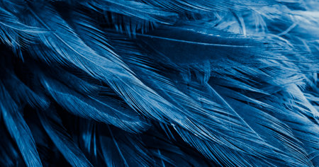 blue feathers with an interesting pattern. backgroundの写真素材