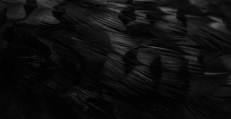 black feathers with an interesting pattern. backgroundの写真素材