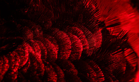 red feathers with an interesting pattern. backgroundの写真素材
