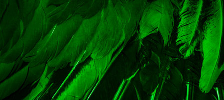 green feathers with an interesting pattern . backgroundの写真素材