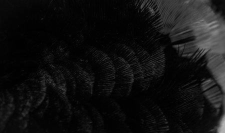 black feathers with an interesting pattern. backgroundの写真素材