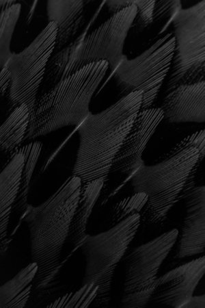 black feathers with an interesting pattern. backgroundの写真素材