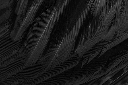 black feathers with an interesting pattern. backgroundの写真素材