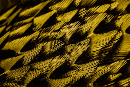 gold feathers with an interesting pattern . backgroundの写真素材