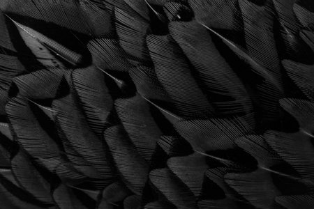 black feathers with an interesting pattern. backgroundの写真素材