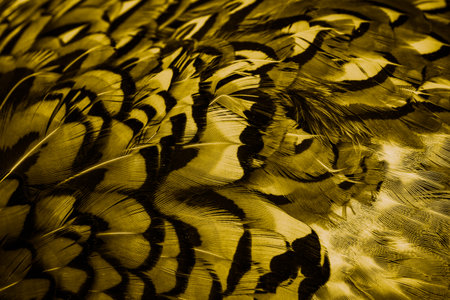 gold feathers with an interesting pattern . backgroundの写真素材