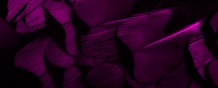 violet feathers with an interesting pattern. backgroundの写真素材