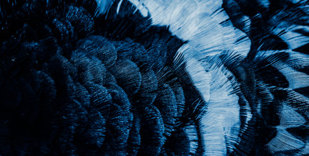 blue feathers with an interesting pattern. backgroundの写真素材