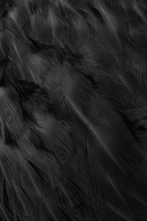 black feathers with an interesting pattern. backgroundの写真素材