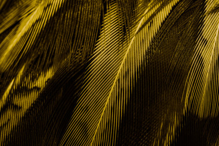 gold feathers with an interesting pattern . backgroundの写真素材