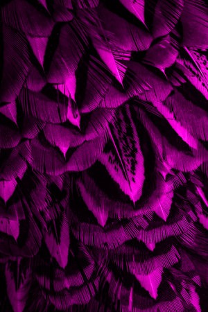 violet feathers with an interesting pattern. backgroundの写真素材