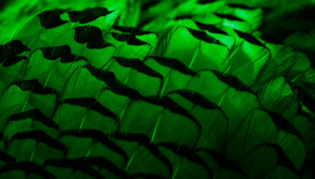green feathers with an interesting pattern . backgroundの写真素材