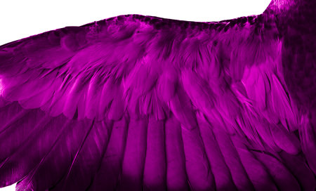 Violet feather pigeon macro photo. texture or backgroundの写真素材