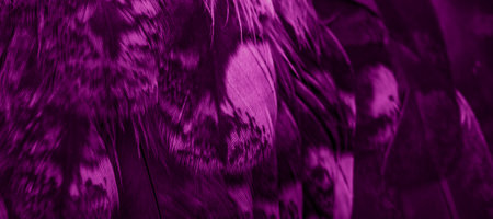 violet feathers of the owl with visible detailsの写真素材