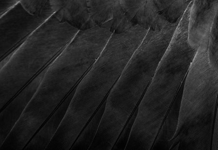 black feather pigeon macro photo. texture or backgroundの写真素材