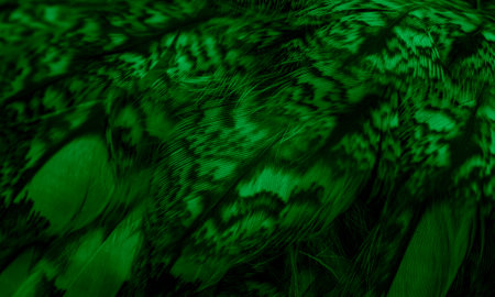green feathers of the owl with visible details