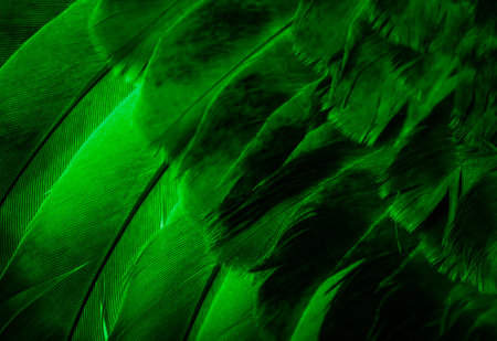 green feather pigeon macro photo. texture or backgroundの写真素材