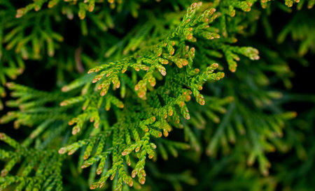 green twigs of thuja emerald with visible textureの写真素材