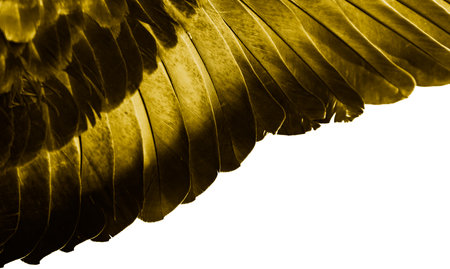 gold feather pigeon macro photo. texture or backgroundの写真素材