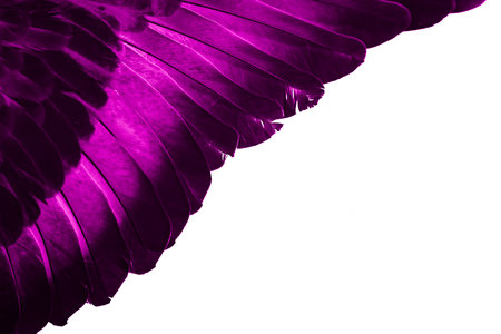 Violet feather pigeon macro photo. texture or backgroundの写真素材