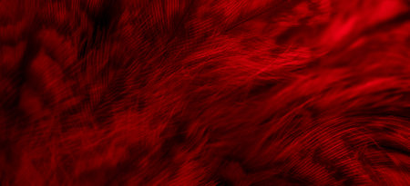 red feathers of the owl with visible detailsの写真素材